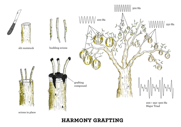 Acoustic Botany - Harmony Grafting