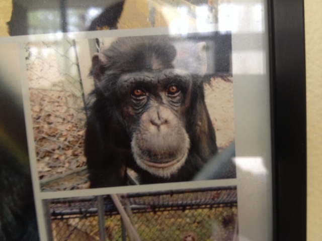 Panzee, one of the language trained chimpanzees Georgia State University’s Language Research Center.