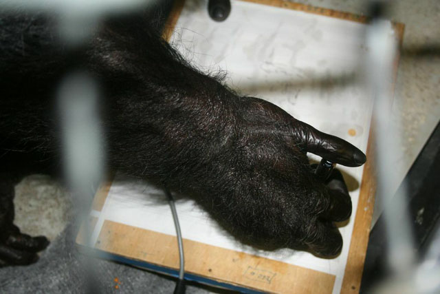 Panzee, one of the language trained chimpanzees Georgia State University’s Language Research Center, writing