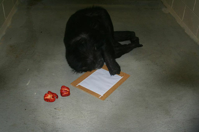 Panzee, one of the language trained chimpanzees Georgia State University’s Language Research Center, writing