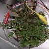 air plant