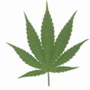 Cannabis Leaf