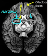 FIGURE 56: AMYGDALA